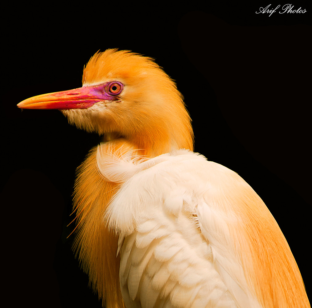 Egrets of Color