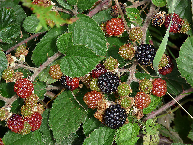 Blackberries - Rubus "fruticosus"