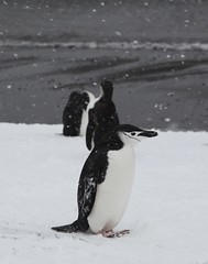 Chinstrap Penguin with snow in its mouth