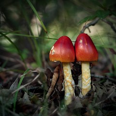 Fun Fungi