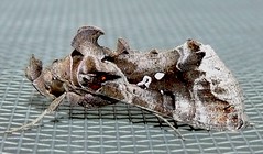 Noctuid moth (Plusiopalpa adrasta)