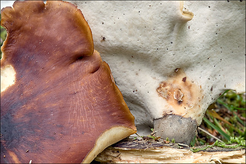 Royoporus badiousPhoto by Amadej Trnkoczy  on Flickr Автор фото: Amadej Trnkoczy (Slovenija)