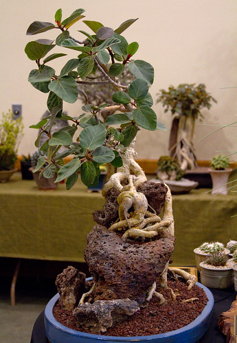 Ficus socotrana by Cactus and Succulent Society of America