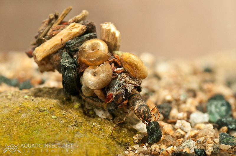 Case-building caddisfly larva (Trichoptera)
