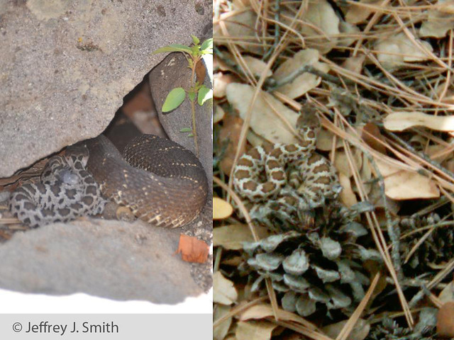 The photo on the left is Adam (newborn on left) and Woody (right), at her nest in August 2010. The photo on the right is Adam at their den in April 2011.
