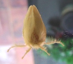 Yellow Tussock Moth (A)