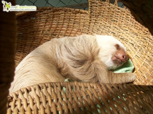 sloth-at-rescue-center