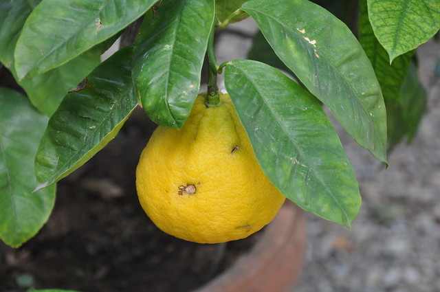 Citrus aurantium ssp bergamia (Bergamotto)
