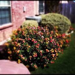 Lantana in our backyard is blooming like crazy.