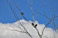 Crows, Grackles & Starlings 001