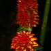 Costus sp. aff curvibracteatus