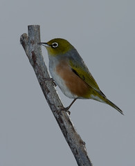 Birds - Silvereye (Waxeye)