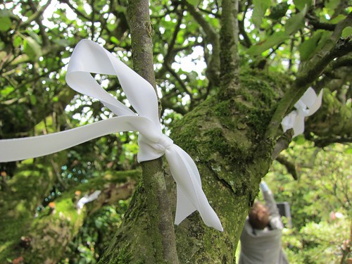 ribbons on the tree