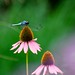 dragonfly on cone flower