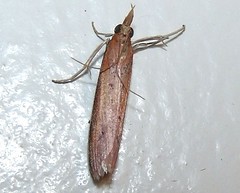 Pyralid moth, Phycitinae, Peoriini