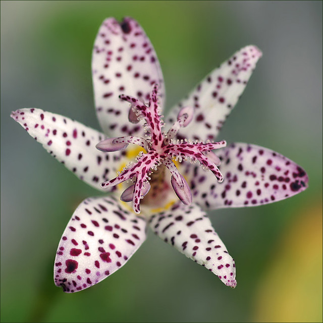 Tricyrtis, the Toad Lily