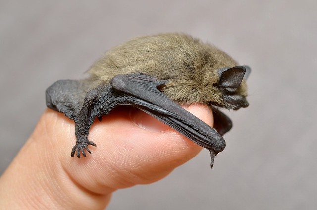 Common Pipistrelle bat. Image: Giles San Martin. Some Rights Reserved
