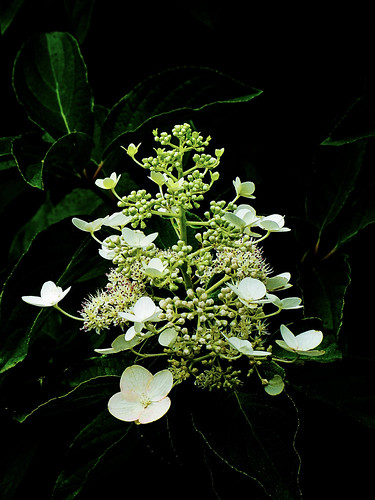 white flower pictures