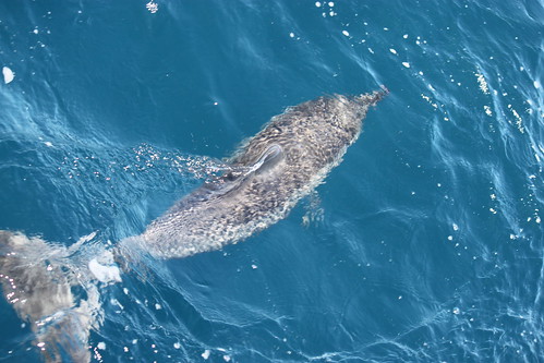 鯨魚興浪。