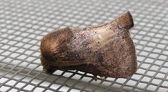 Limacodid moth (Slug Moth)