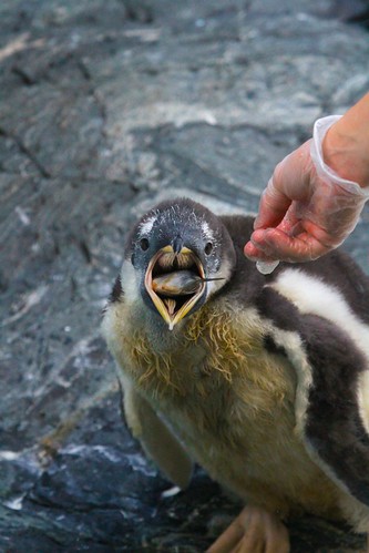 Feeding The Penguin by James Simison