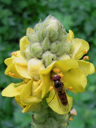 Episyrphus balteatus — муха-журчалка из семейства Syrphinae. Википедия

Photo by Kari Pihlaviita on Flickr Автор фото: Kari Pihlaviita