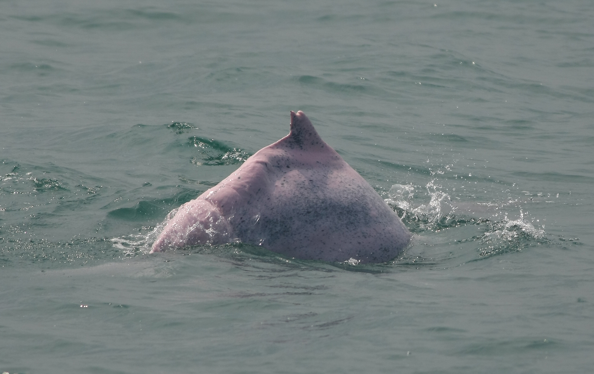 2011年8月12日拍到的白海豚，瘦骨嶙峋，不但白海豚餓肚子，也顯示台灣海洋不健康。圖片來源：媽祖魚保育聯盟。