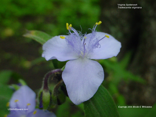 Virginia Spiderwort - Tradescantia virginiana