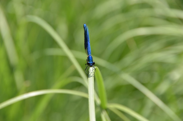 Dragon fly on the pampas