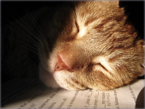 I'm sorry, professor, but Oscar was sleeping on my homework. by cherithsky