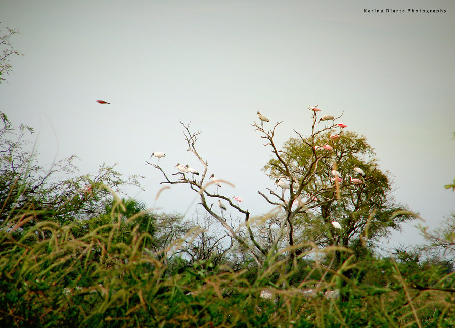 Espátula rosada / Roseate Spoonbill, Tuyuyu / American Wood Stork