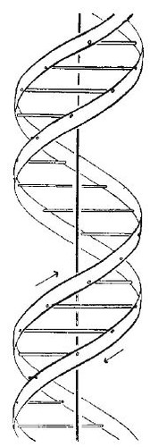 double helix