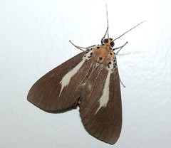 Snouted Tiger Moth (Asota heliconia) (x2)