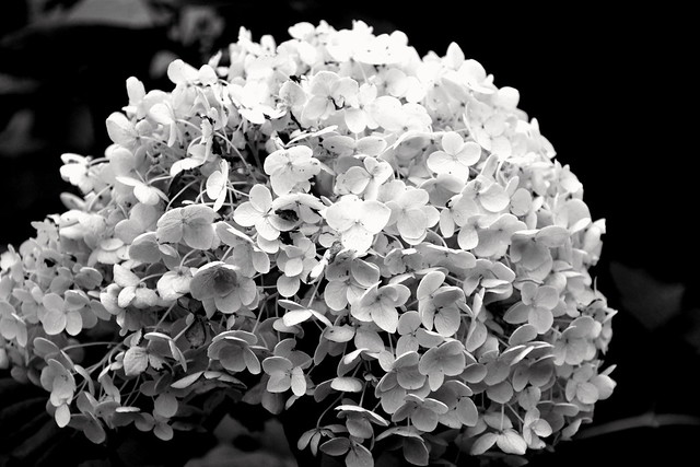 Some Years: Black and White Hydrangea and a Ramble about 10 Years of Grief