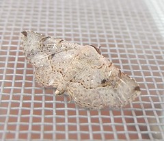 Erebid moth (Rhesala sp.)