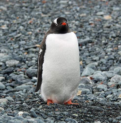 Gentoo Penguin, Half Moon Island, Antarctic Peninsula by Terathopius