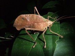 Katydids - Family Tettigoniidae