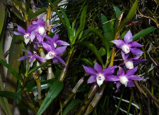 Dendrobium hercoglossum species 