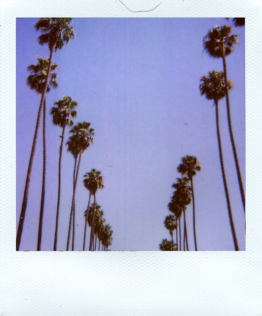 Palm trees - Polaroid 779 - 20110709 - 779 - 09_2009 - Scan - img064_72dpi