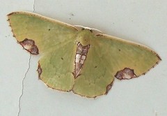 Geometrid moth (Spaniocentra apatella) (x3)