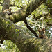 Foxes Resting in an Oak