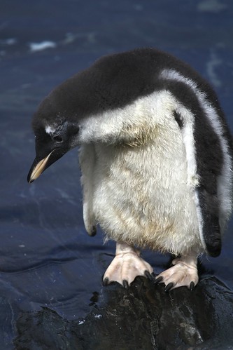 Fluffy Penguin by James Simison
