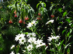 Fuchsia boliviana, Shasta daisy