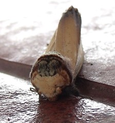 Notodontid moth (Phalera sp.) (x2)
