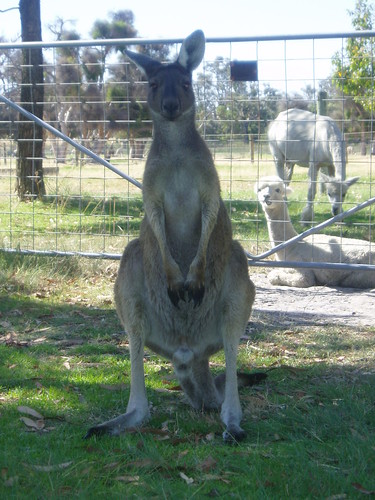 Kangaroo at alpaca stud