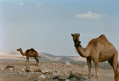 Southern Israel, Camels in the Negev Desert