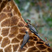 Red-billed oxpeckers on a giraffe