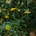 golden chinkapin (Castanopsis chrysophylla)
