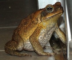 Cane Toad (x4)