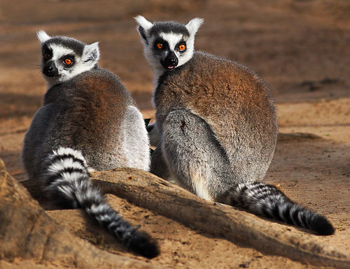 Ring-tailed Lemur, Taronga Western Plains Zoo, Dubbo, New South Wales, Australia IMG_1376_Dubbo